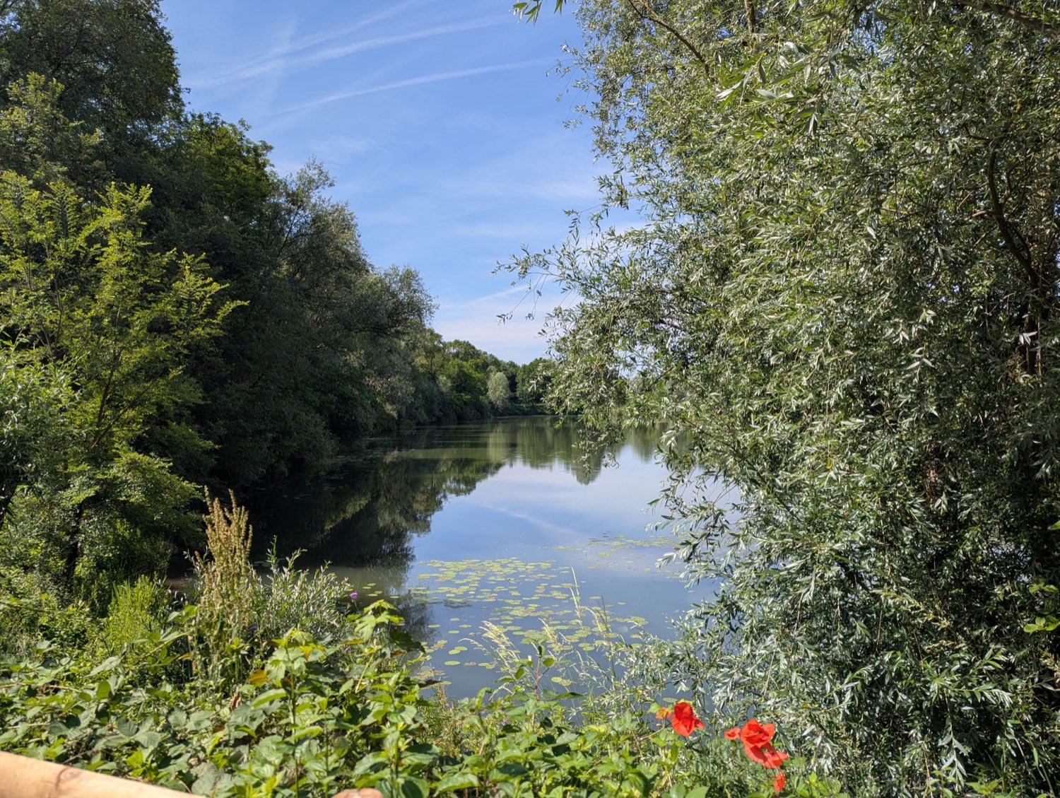 Der Neckar bei der Fischerhütte, ruhig und gespiegelt